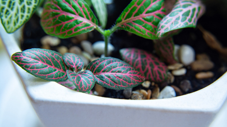 Fittonia plant