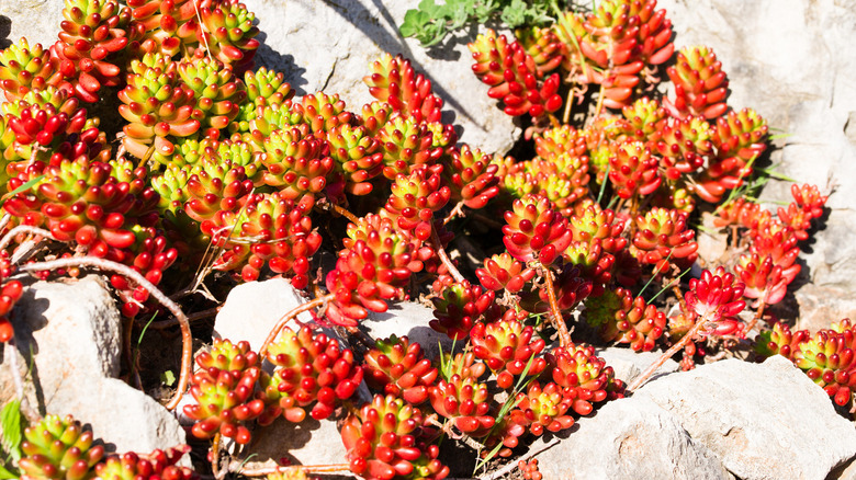 Jelly bean succulent