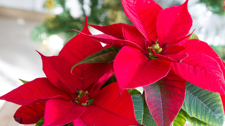 Beautiful poinsettia