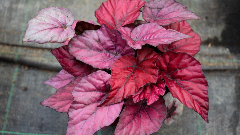 begonia plant