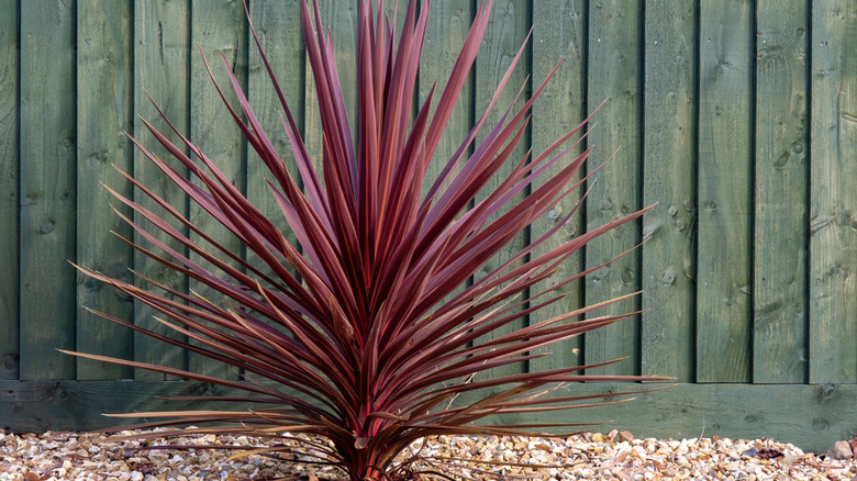 The good-luck plant by fence