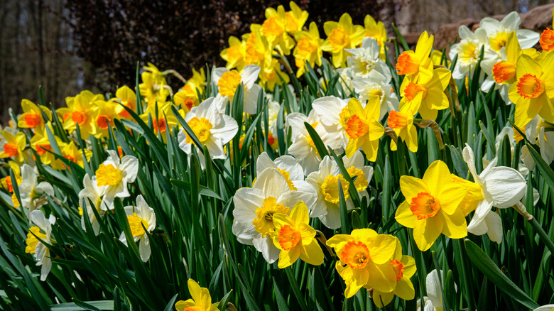 yellow daffodils in field