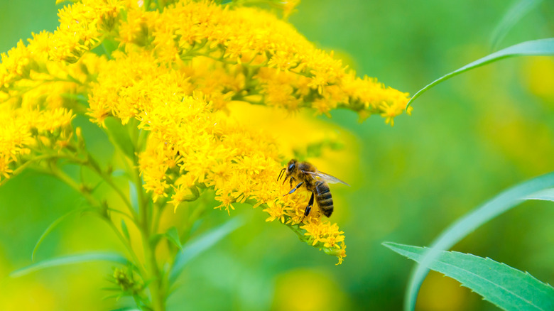 Bee on goldenrod flowers