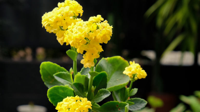 Kalanchoe blooms on plant