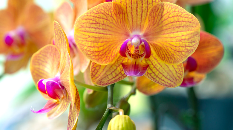 Pink and yellow orchids