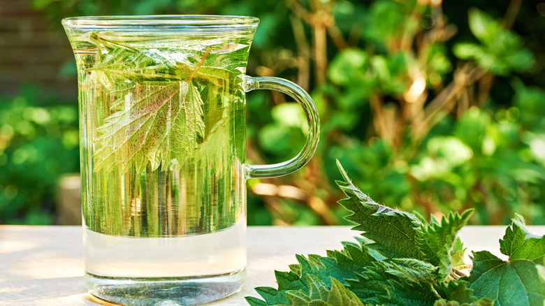 Nettle leaves and tea