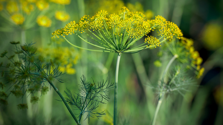 Anethum graveolens