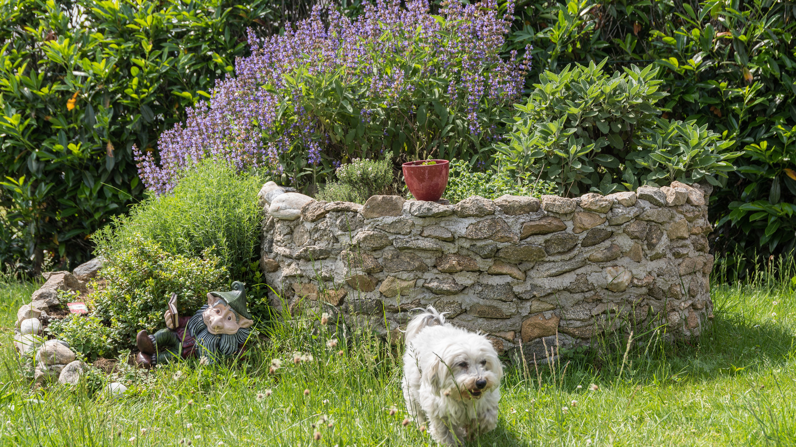 is thyme ground cover toxic to dogs