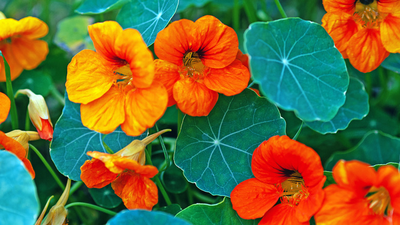 Tropaeolum majus