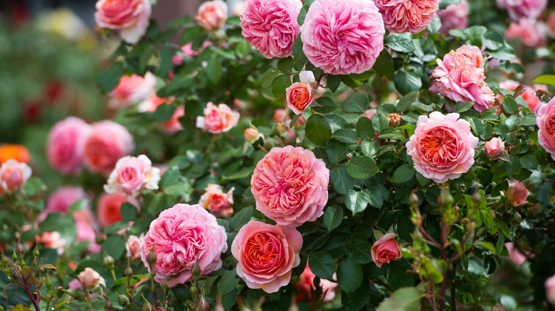 Pink hybrid tea roses 