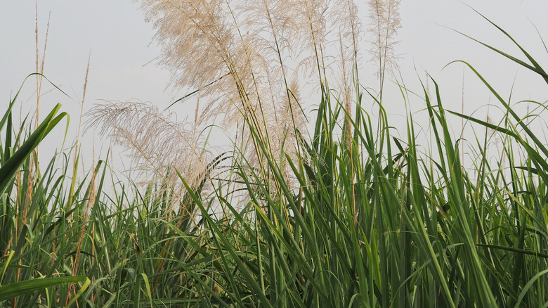 Saccharum officinarum