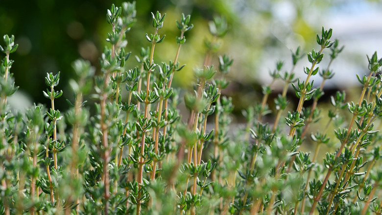 Thymus vulgaris