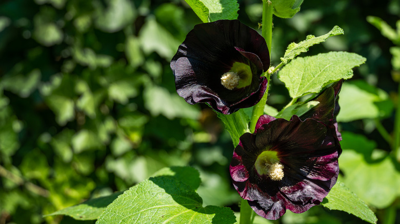 deep purple/black hollyhock flowers