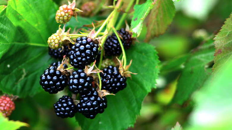 blackberries on bush