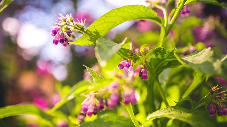 comfrey herb with purple buds