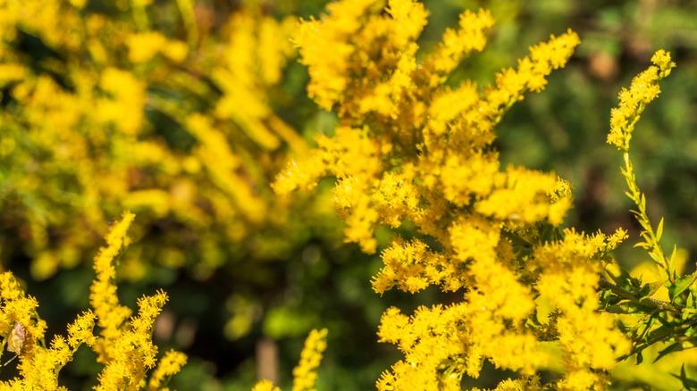 yellow goldenrod plant 