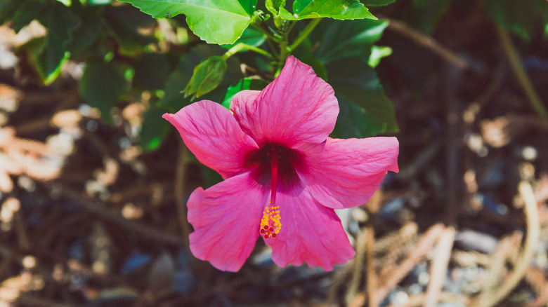 pink hibiscus flower