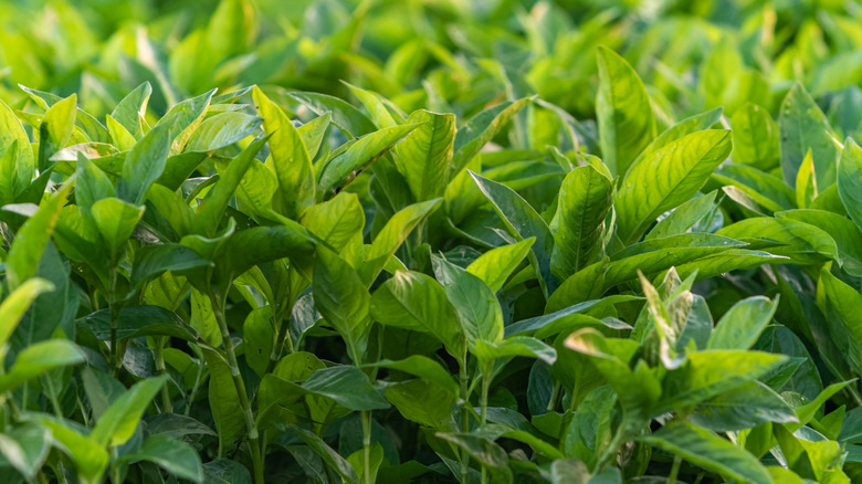 green japanese indigo plant