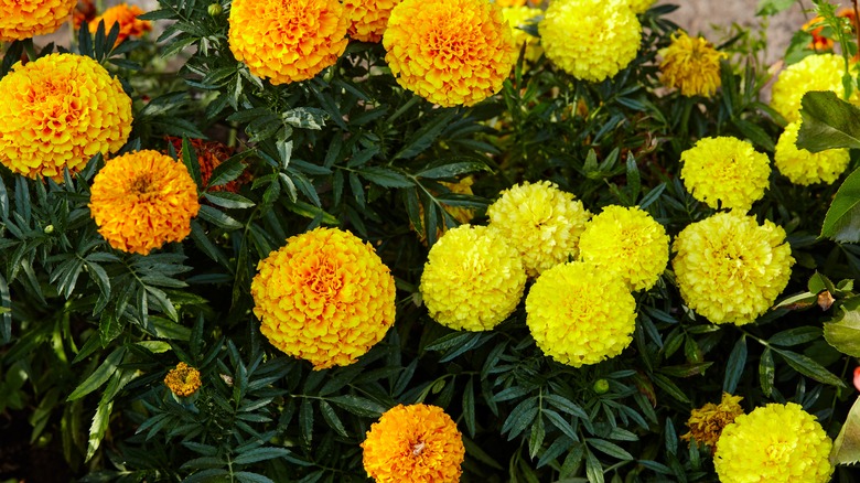 marigold flowers in garden