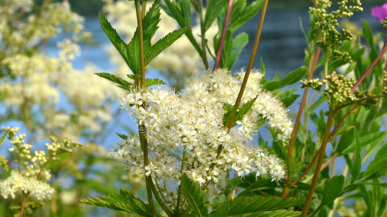 white blooms on meadowsweet root