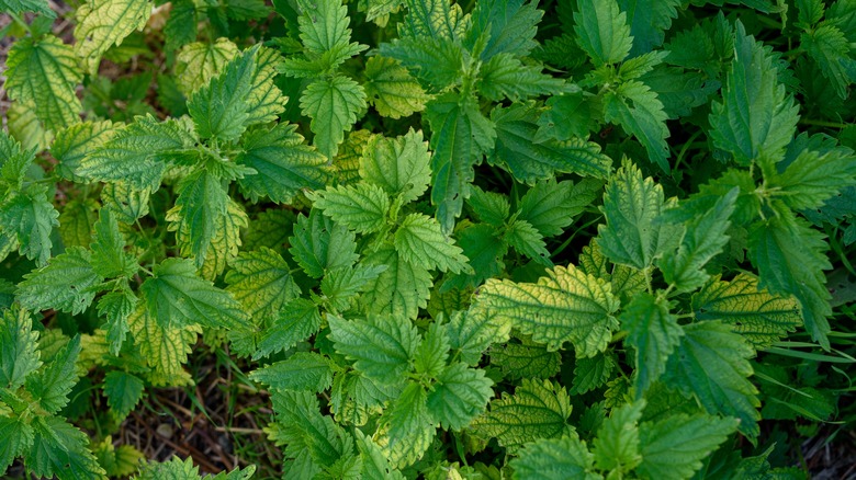 bush of green nettle plant