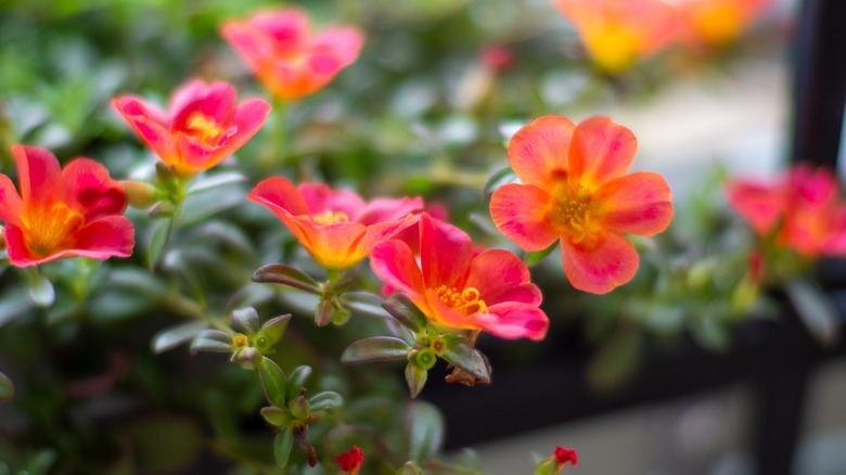 pink portulaca flowers