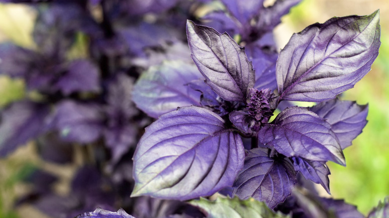 purple basil leaves