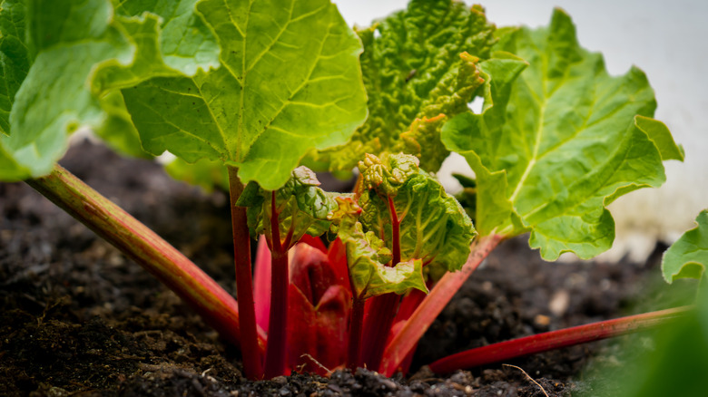 rhubarb red and green plant