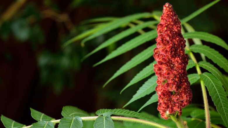 red staghorn sumac berries