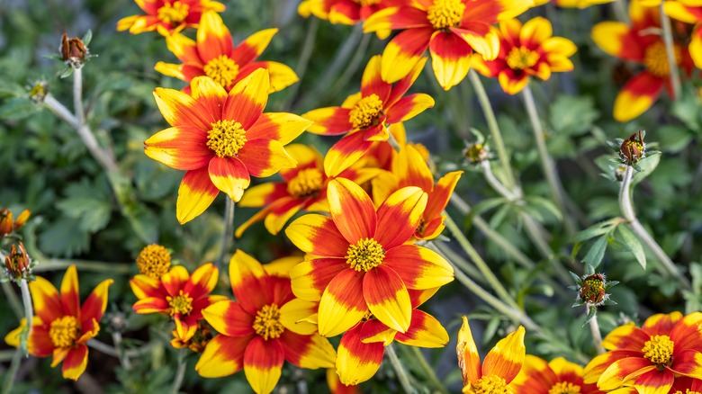 tickseed sunflower blooms