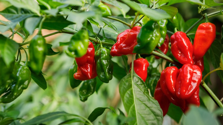 Chili peppers on vine