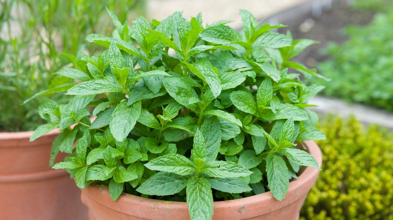mint growing in pot