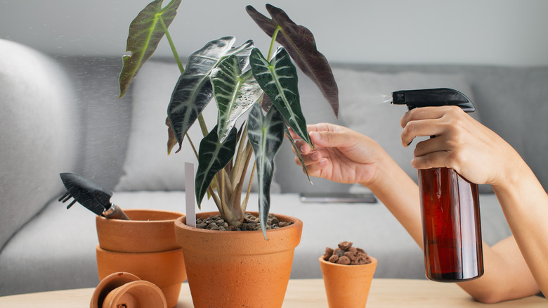 hand spraying potted alocasia