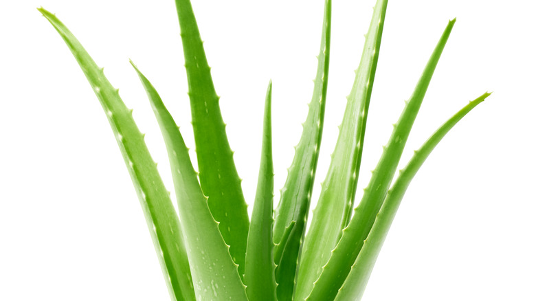 aloe plant on white background
