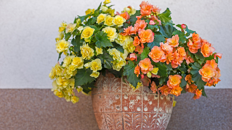 Begonia in planter