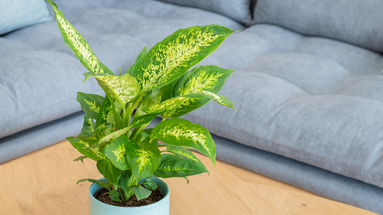 Dumb cane on a table