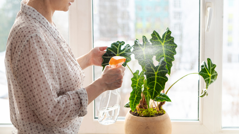 woman watering elephant ear