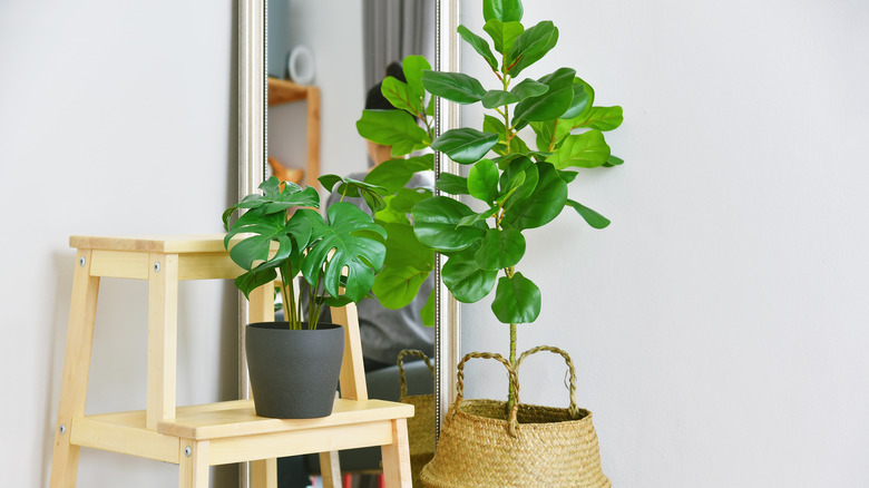 fiddle leaf fig in pot