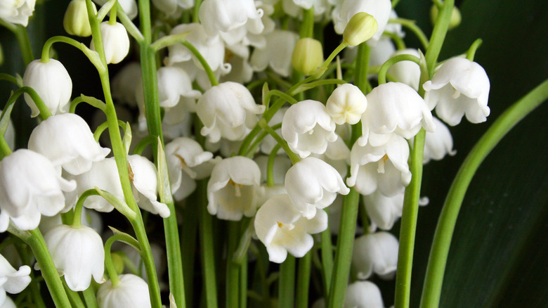 lily of the valley blooms