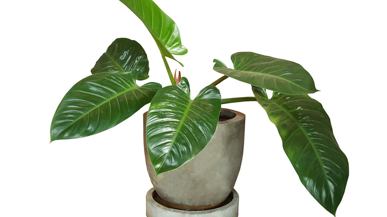 Philodendron in gray pot