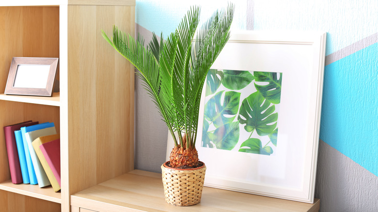 sago palm on table