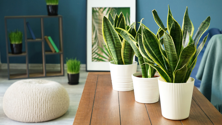 Snake plant in living room