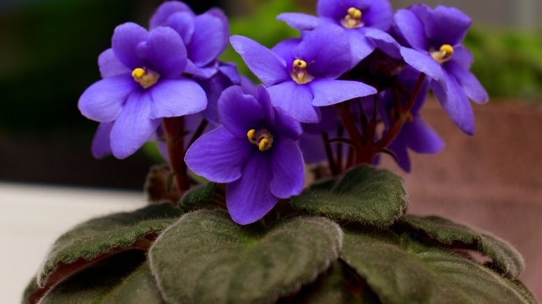 African violet