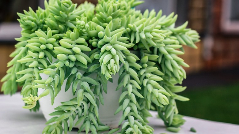 Donkey's tail plant