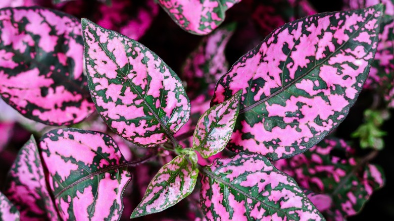 Pink polka dot plant