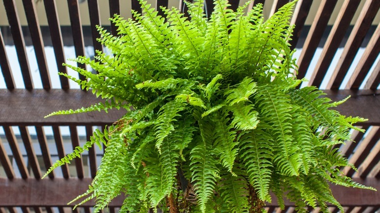 Boston fern