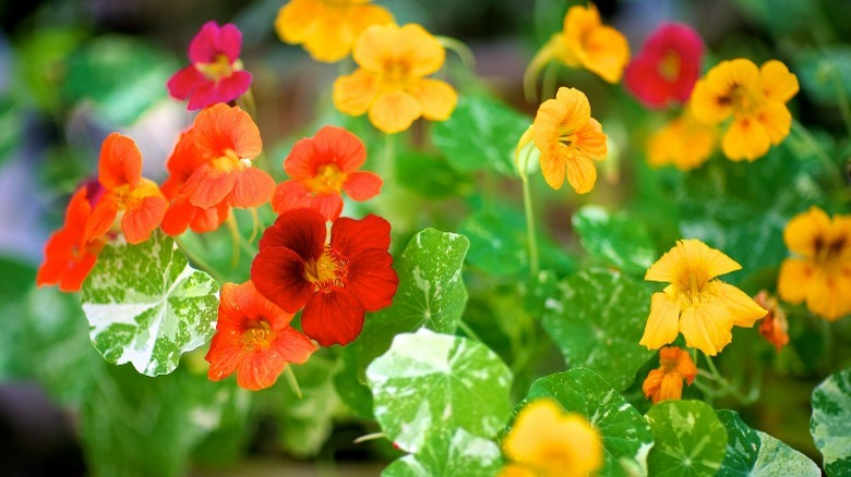 Orange and yellow nasturtium