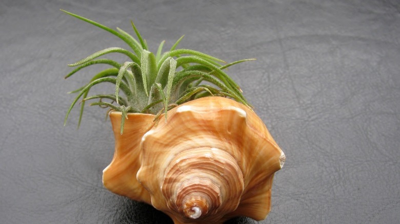 Air plant in seashell