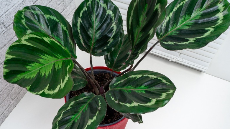 Variegated leaves on plant