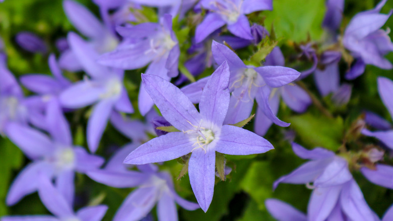 purple bellflower bloom